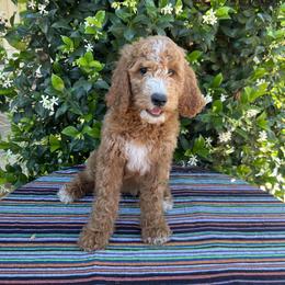 Goldendoodle Puppies from Cali Doodles