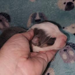 Blue tri female - Blue female Border Collie puppy in Springtown, Texas from CRL Farms