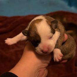 Girl 1 - Red female Pembroke Welsh Corgi puppy in Helmville, Montana from Calie’s Corgis
