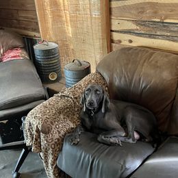 Jewel - Weimaraner