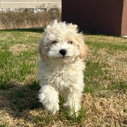 Sassy - Cream female Poodle puppy in Chattanooga, Tennessee from Ross Vegas Kennels