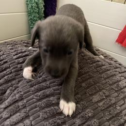 Jewel - Blue female Companion Cross puppy in Harlingen, Texas from Sincity Dogs Hobby Kennel