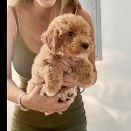 Tiny Baby Girl Red Apricot Tuxedo - Apricot female Goldendoodle puppy in Clarksville, Tennessee from Tennessee Goldendoodles, since 2014