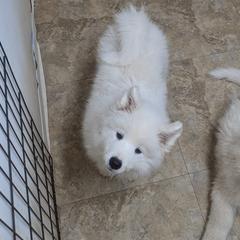 Samoyed Puppies from Brandy Burke