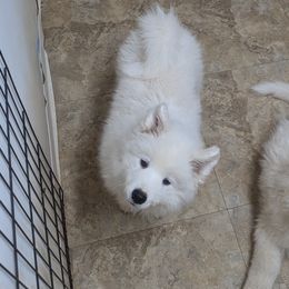 Samoyed Puppies from Brandy Burke