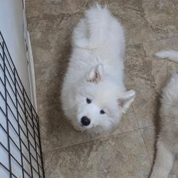 Samoyed Puppies from Brandy Burke