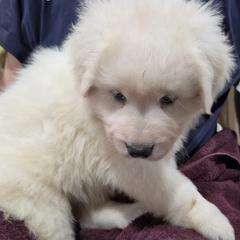 Girl 1 - White female Maremma Sheepdog puppy in Pocatello, Idaho from The Ewe Crew Homestead LLC