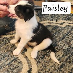 Paisley - Black and tan female Working Dog Cross puppy in Nevada, Missouri from Briarwood Collies