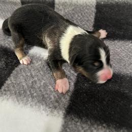 Boy 1 - Black tri male Miniature Australian Shepherd puppy in Lubbock, Texas from Papa 67's amazing Aussies