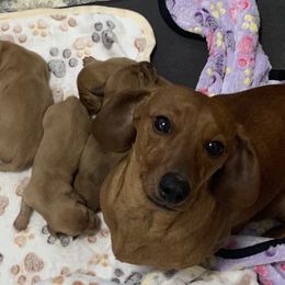 Holly - Dachshund