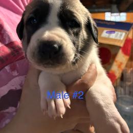 Boy 2 - Biscuit and white male Anatolian Shepherd Dog puppy in Daggett, Michigan from T&S Anatolians