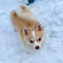 Fritz - Merle male Pomsky puppy in Michigan from Blue Water Pomskies