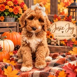 Josie Joy - Red  female Goldendoodle puppy in Valdosta, Georgia from Designer Doodles of South GA