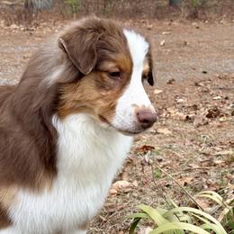 Australian Shepherd Puppies from Sacré-Cœur Australian shepherds