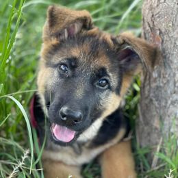 German Shepherds from Haley's German Shepherds