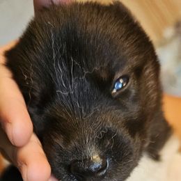 Siberian Husky Puppies from Siberian huskies Kennesaw GA