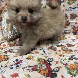Boy 1 - Orange sable male Pomeranian puppy in Calhoun, Louisiana from Cheyenne’s Pups