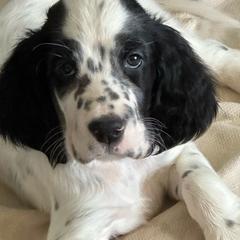 Greta - Blue belton English Setter puppy in New Windsor, Maryland from Ambush Kennel