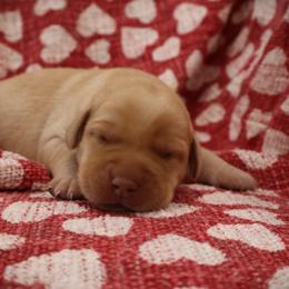 Doodle - Yellow female Labrador Retriever puppy in Camden, Indiana from Camden's Caring Canines