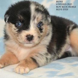 Rune - Blue merle male Miniature Australian Shepherd puppy in Patterson, North Carolina from DreamLine Aussies