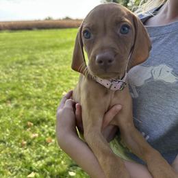 Pink collar - Golden rust female Vizsla puppy in Madrid, Iowa from Big Creek Vizslas