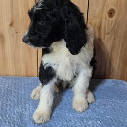 Aphrodite - Black female Irish Doodle puppy in Bonifay, Florida from Heavenly Poodles