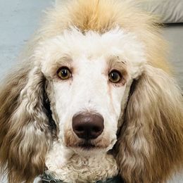 Poodles from Red Bayou Kennels, LLC
