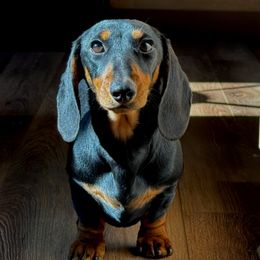 Maddie - Dachshund