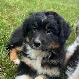 Glenn - Black tri-color male Australian Shepherd puppy in Scottsville, Virginia from Cedar Creek Aussies