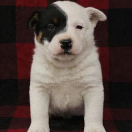 Yeti - Blue mottled male Australian Cattle Dog puppy in Danville, Arkansas from 4 Hills Cattle Dogs