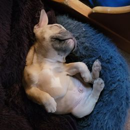 French Bulldogs from PG Havoc Kennels