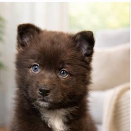 Donna - Red and white female Pomsky puppy in Ravena, New York from Osiris’s Siberians & Pomskies