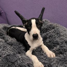 Calypso - Mantle female Great Dane puppy in Brooksville, Florida from Follow My Lead Great Danes
