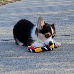 Boy 2 - male Pembroke Welsh Corgi puppy in Sparta, Tennessee from Poso Creek Corgis