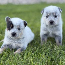 Australian Cattle Dog Puppies from Circle C Australian Cattle Dogs