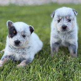 Australian Cattle Dog Puppies from Circle C Australian Cattle Dogs