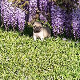 Bella - Fawn female Pug puppy in Saint Helens, Oregon from Ebert Golden Retrievers & Pugs