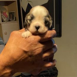Girl 3 - Brindle female Lhasa Apso puppy in Fort Worth, Texas from Sheri's Lhasa Apso Puppies
