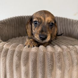Kyo - Brindle male Dachshund puppy in Grants Pass, Oregon from Redwood Dachshunds