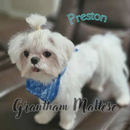 Maltese All Grown Up from Grantham Maltese