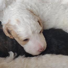 Bernedoodle and Poodle Puppies from Doodles-by-Delilah