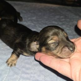 Dancer - Sable male Dachshund puppy in Windom, Minnesota from Aster Creek Dachshunds