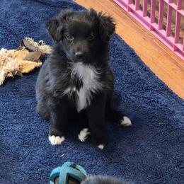 Cosmo - Black & white male Miniature Australian Shepherd puppy in Ionia, Iowa from Sapphire Stables