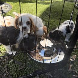 Cavalier King Charles Spaniel Puppies from George Larkin