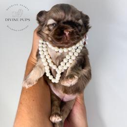 Fuji - Sable female Shih Tzu puppy in League City, Texas from Divine Pups
