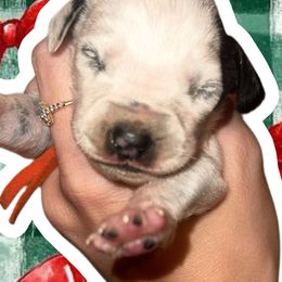 Frost - White and black male Dalmatian puppy in Bremen, Georgia from Clark’s Dalmatians