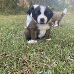 Saint Bernard Puppies from Magnolia Saint Bernards