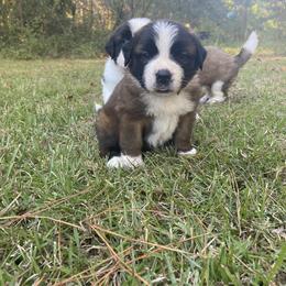 Saint Bernard Puppies from Magnolia Saint Bernards