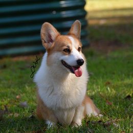 Pippy - Pembroke Welsh Corgi