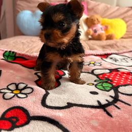 Sweaty - Blue and gold female Yorkshire Terrier puppy in Los Angeles, California from Munoz yorkies